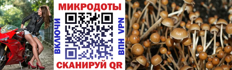 Купить где  Великий Устюг  Псилоцибиновые грибы Psilocybe 